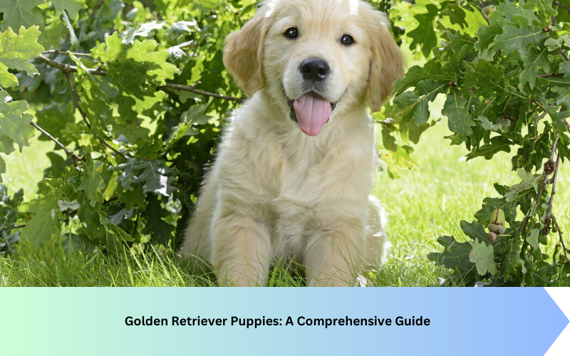 Golden Retriever Puppies: A Comprehensive Guide