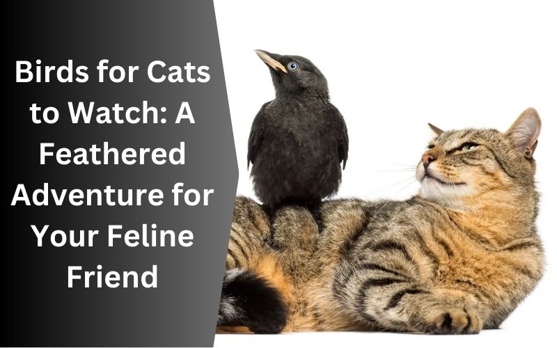 Birds for Cats to Watch: A Feathered Adventure for Your Feline Friend