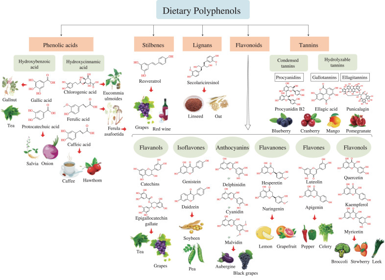 How to Integrate Polyphenol Technology into Your Workflow