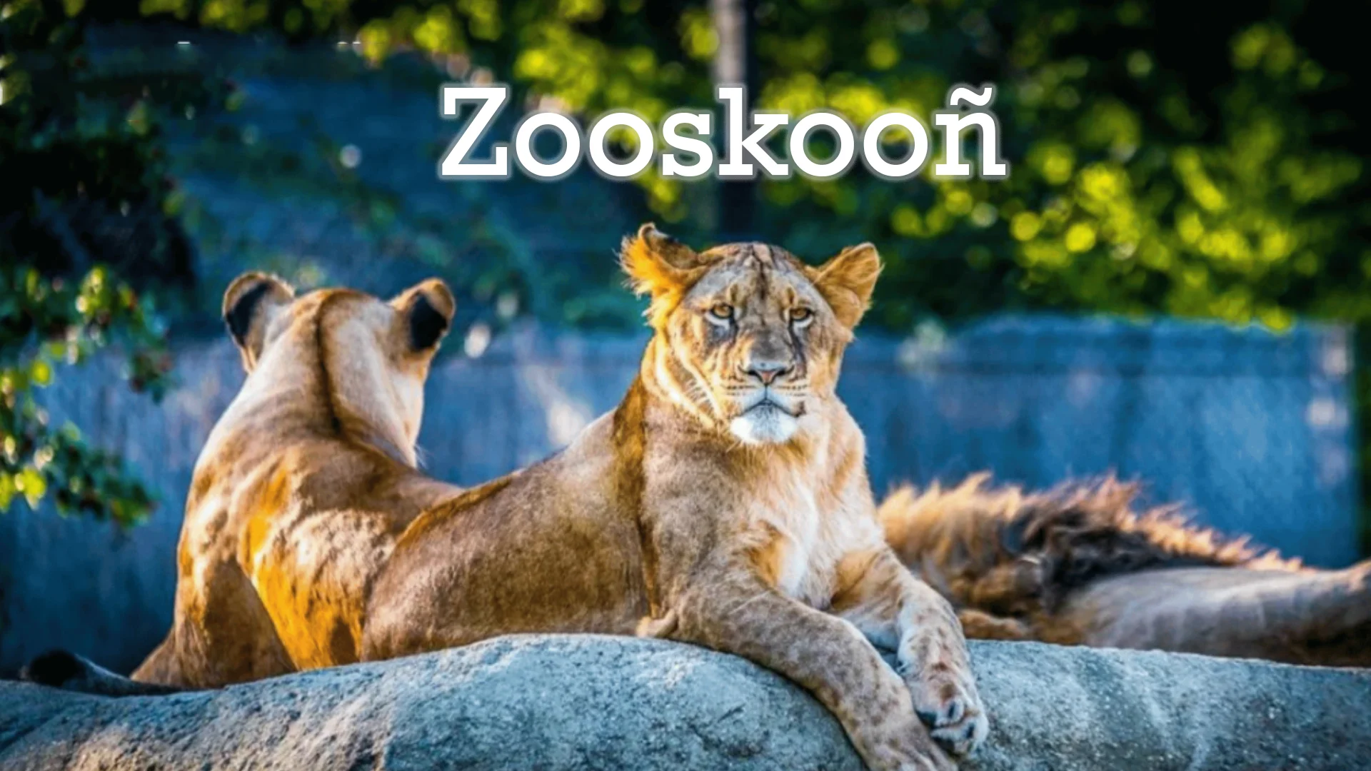 Explore Zooskooñ: Your Ultimate Guide to Wildlife Conservation